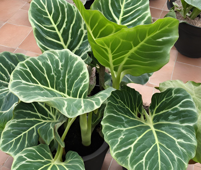 Alocasia Morocco